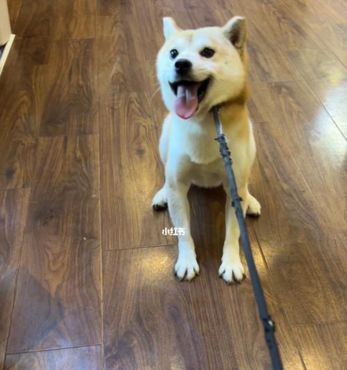 日本柴犬和秋田犬有哪些不同之处？如何区分它们？