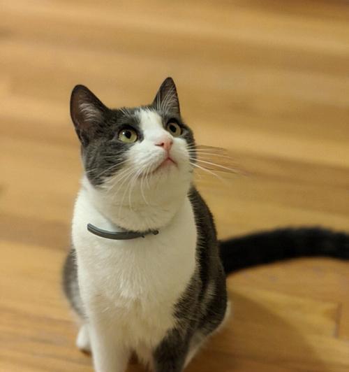高颜值猫咪手机游戏有哪些？推荐排行榜怎么查看？