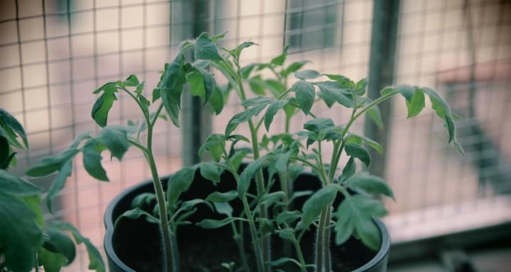 植物特写镜头相机使用技巧是什么?